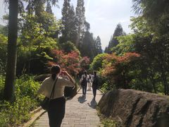 -大围山国家森林公园