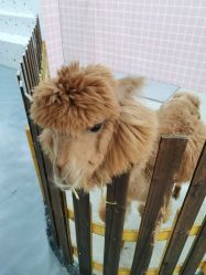 -Moni星球萌宠·小马宝莉·灵蛇·高端高阶全萌宠互动体验俱乐部(红豆国际广场店)