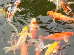 -惠州西湖丰渚园