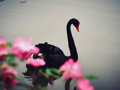 -鹅湖玫瑰文化园