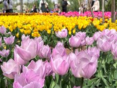 -石家庄市植物园