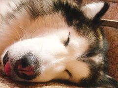 -more than meow吴止猫主题餐厅(承德 中船汇店)