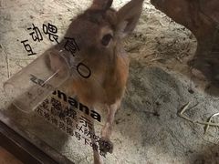 -zoonana室内动物园(东方福来德店)