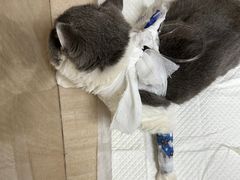 -北京观赏动物医院·24小时大型综合·猫专科·异宠专科