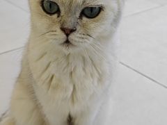 -怪兽屋·羊驼·猫咖·狗咖(俊华广场店)