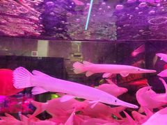 -中环花鸟鱼虫市场