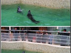 海豹-绿色时代大酒店