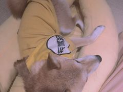 -逗柴咖啡屋·狗咖猫咖宠物桌游