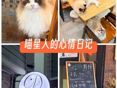 -豆逗聊愈猫阁Easy Life
