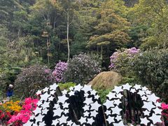 -梧桐山风景名胜区