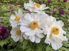 -太阳宫公园