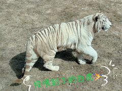 -北京野生动物园