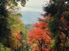 -神户市立六甲山牧场