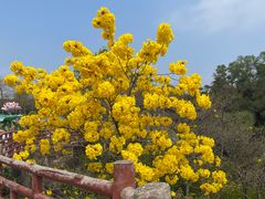 -广州莲花山旅游区