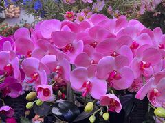 -花鸟鱼虫鲜花绿植市场(玉泉路店)