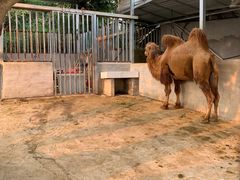 -泉州海丝野生动物世界