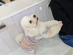 -汪说·狗咖·拼豆·宠物周边DIY(旺城大厦店)