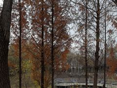 -大兴滨河森林公园