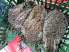 -莱阳濯村樱花园