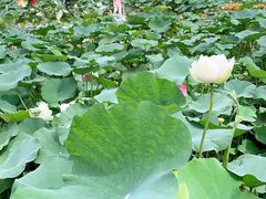 -龙环葡韵住宅式博物馆