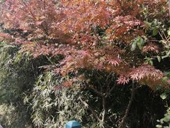 -东平国家森林公园