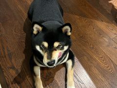 -comecome来吧宠物(奥克斯中心店)