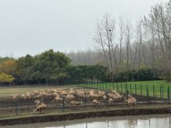 -溱湖国家湿地公园