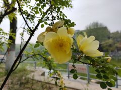 -莲湖公园