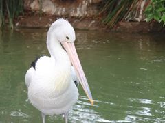 -费瑟代尔野生动物园