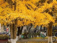 -四川大学(望江校区)