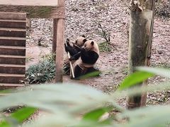 -中国大熊猫保护研究中心雅安碧峰峡基地