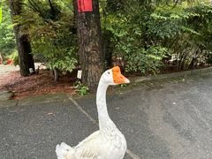 -小小饭店·休闲农庄·安吉松树林里的农家菜