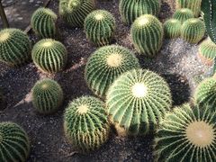 -北京植物园-展览温室