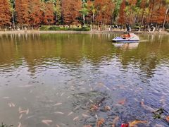 -金花茶公园