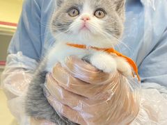 -lincat·猫舍(广州店)