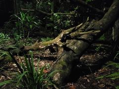 -夜间野生动物园