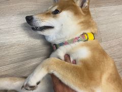 -柴迷FANS CLUB·柴犬狗咖·猫咖
