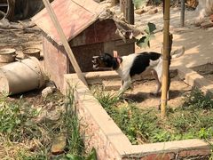 -马陆小张葡萄园农家乐