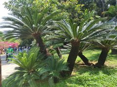 -深圳仙湖植物园
