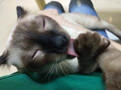 -瑞鹏宠物医院·骨科·猫科·内科(第一中心)