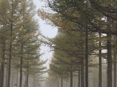 -塞罕坝国家级自然保护区