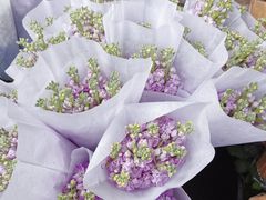 -循礼门鲜花花市(武汉循礼门店)