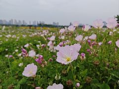 -洋湖国家湿地公园