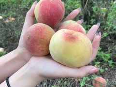 -桃源山庄·水蜜桃采摘·柴火鸡·烧烤团建(龙泉山店)