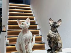 -琪喵猫屋·撸猫猫咖·猫舍