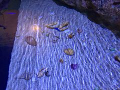 -暹罗海洋世界