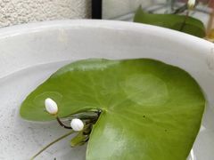 -朝来春花卉市场