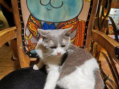 -more than meow吴止猫主题餐厅(承德 中船汇店)