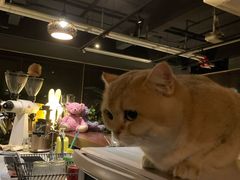 -咖法森林·咖啡  酒吧(天河店)