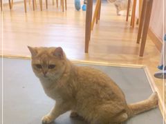-猫咪派对(江南西店)